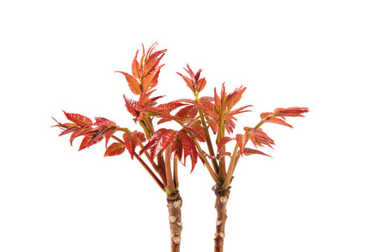 Chinese Toon Saping (Pot)- Tree of Hearts Garden