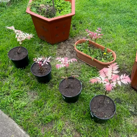 Chinese Toon Saping (Pot)- Tree of Hearts Garden