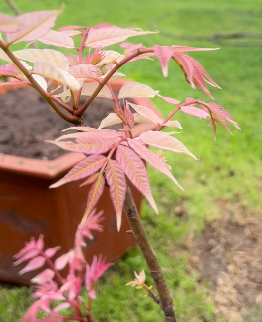 Chinese Toon Saping (Pot)- Tree of Hearts Garden