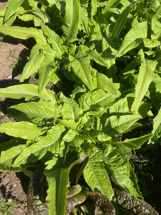 Celtuce Lettuce Leaves - Light and Dark (Bunch/100g)