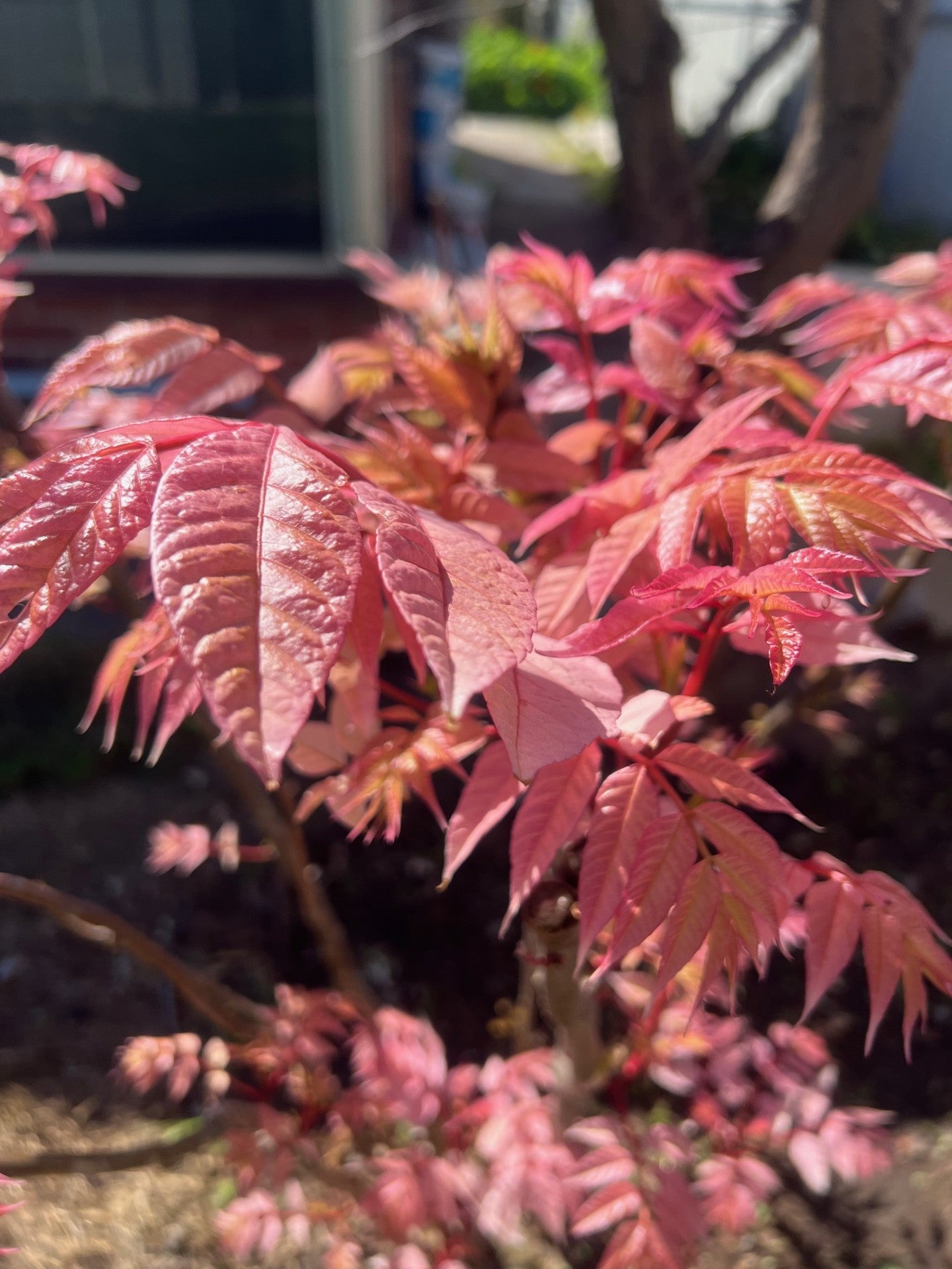 Chinese Toon Leaves (Bunch/100g) - Tree of Hearts