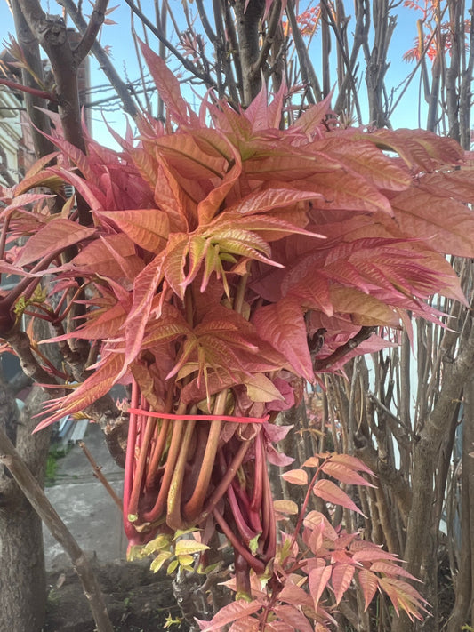 Chinese Toon Leaves (Bunch/100g) - Tree of Hearts