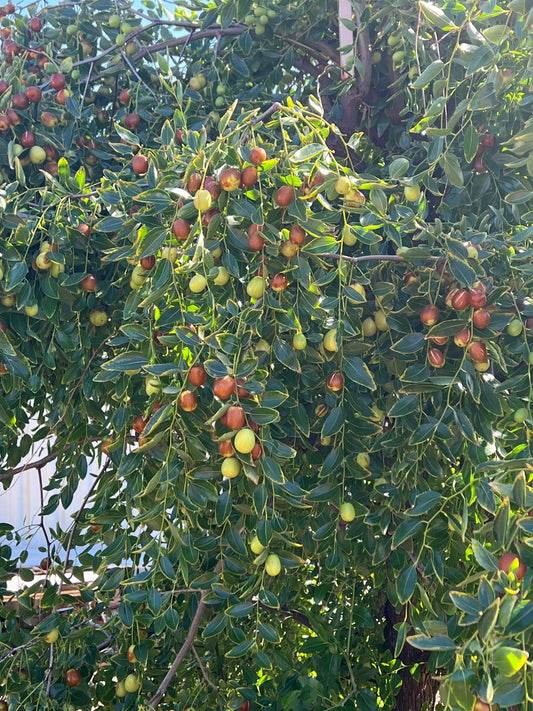 Sun-Dried Uyghur Dates (Bag/150g) - Tree of Hearts Organics