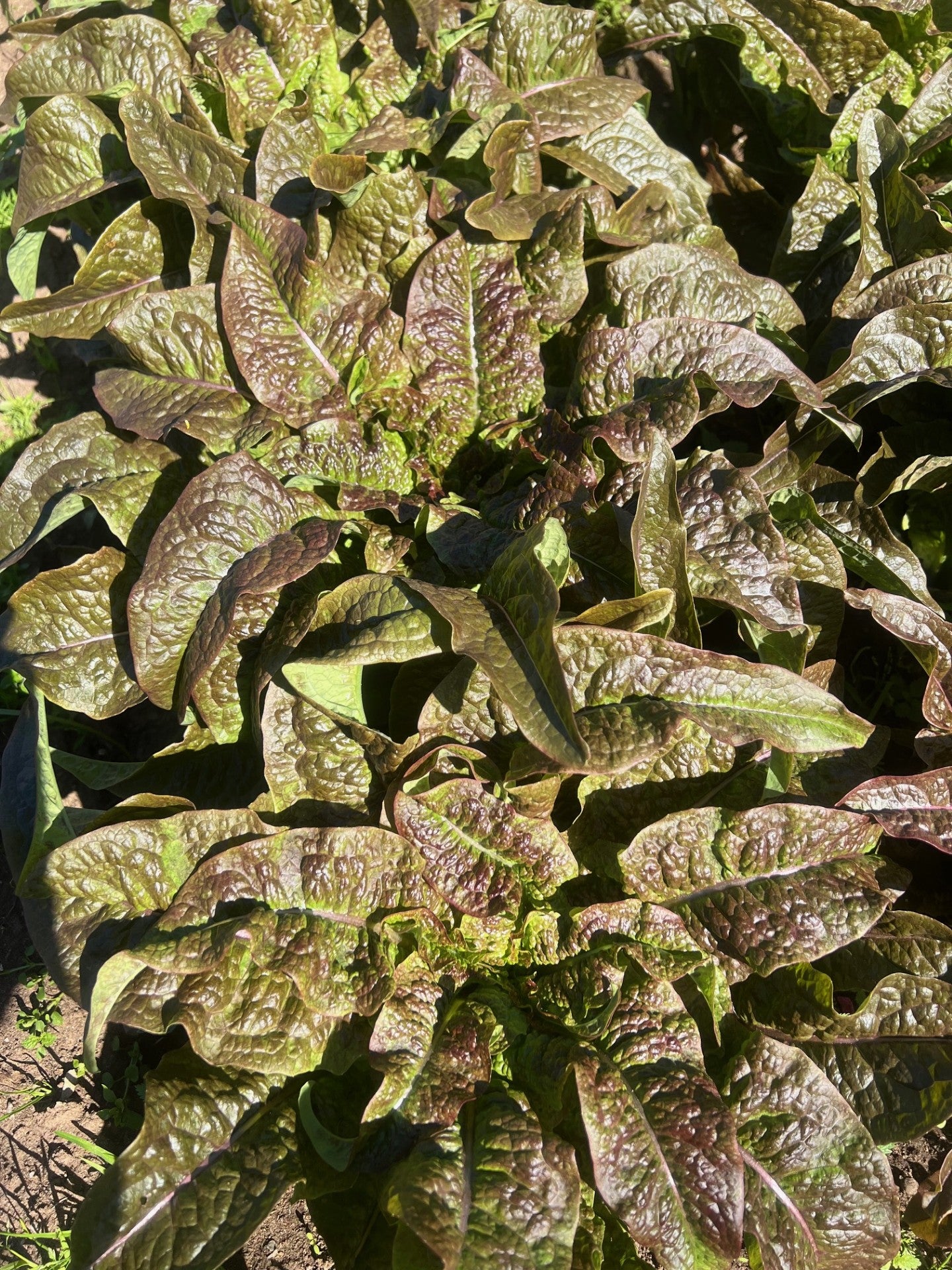 Celtuce Lettuce Leaves - Light and Dark (Bunch/100g)